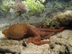 octopus on a night dive by Adam Baxter 